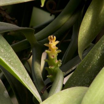 A young vanilla flower